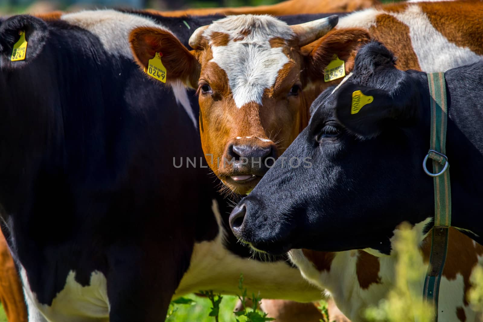 Dairy cows pasture in green meadow in Latvia. Herd of cows grazing in meadow. Cows in meadow in spring time. Cattle grazing in grass, Latvia. 

