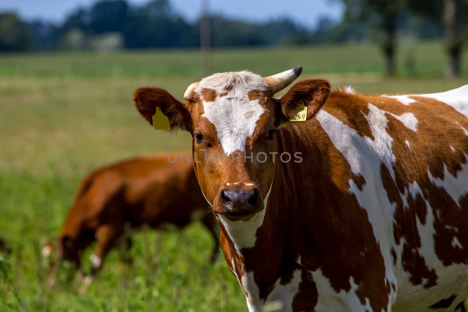 Dairy cows pasture in green meadow in Latvia. Herd of cows grazing in meadow. Cows in meadow in spring time. Cattle grazing in grass, Latvia. 
