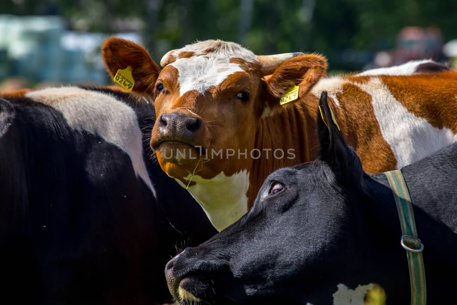 Dairy cows pasture in green meadow in Latvia. Herd of cows grazing in meadow. Cows in meadow in spring time. Cattle grazing in grass, Latvia. 
