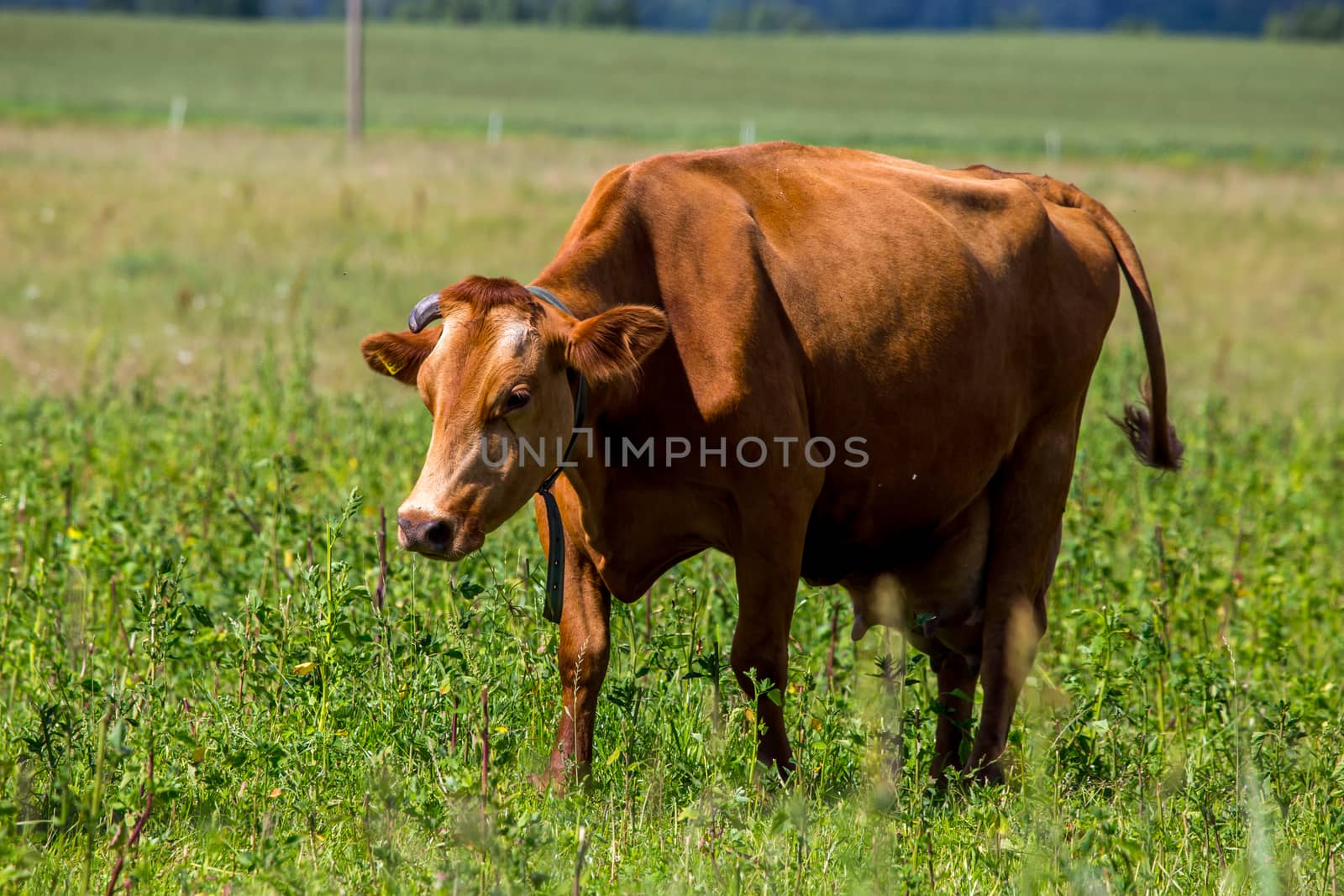 Dairy cow pasture in green meadow in Latvia. Herd of cows grazing in meadow. Cows in meadow in spring time. Cattle grazing in grass, Latvia. 

