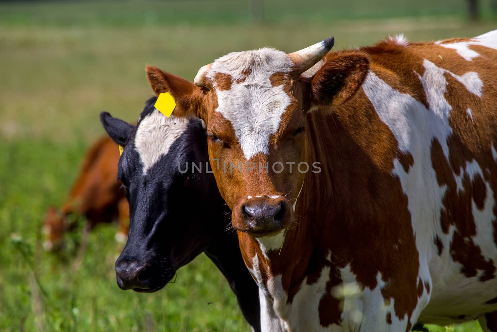 Dairy cows pasture in green meadow in Latvia. Herd of cows grazing in meadow. Cows in meadow in spring time. Cattle grazing in grass, Latvia. 
