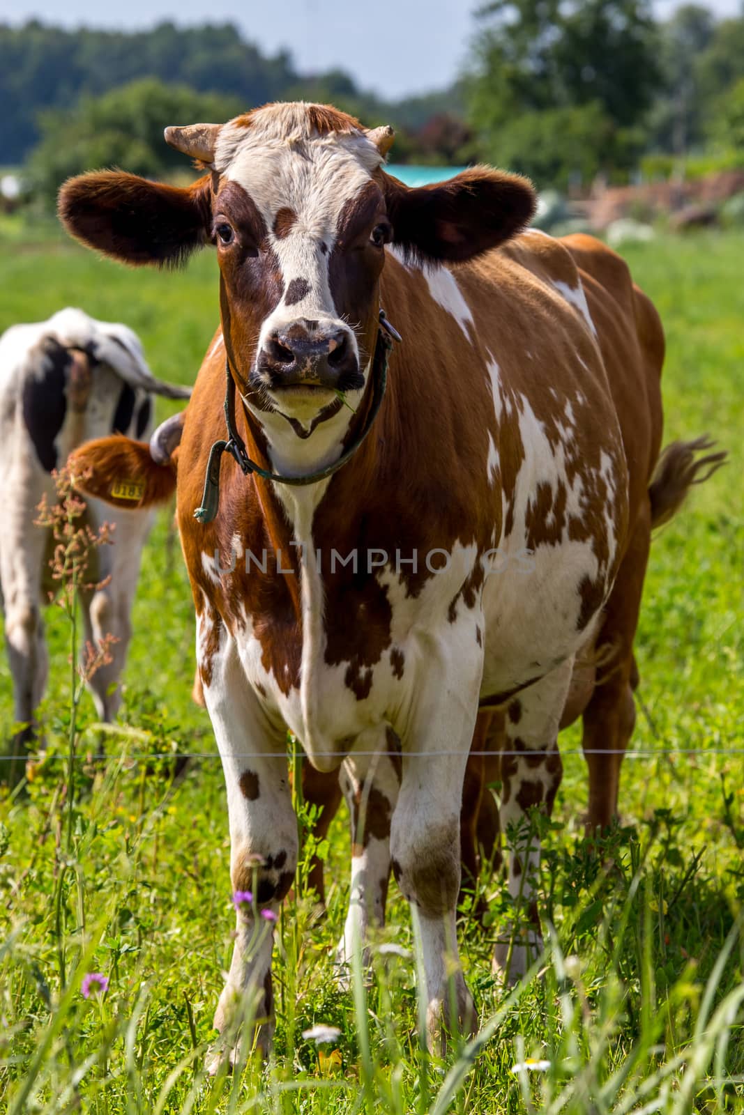 Dairy cow pasture in green meadow in Latvia. Herd of cows grazing in meadow. Cows in meadow in spring time. Cattle grazing in grass, Latvia. 
