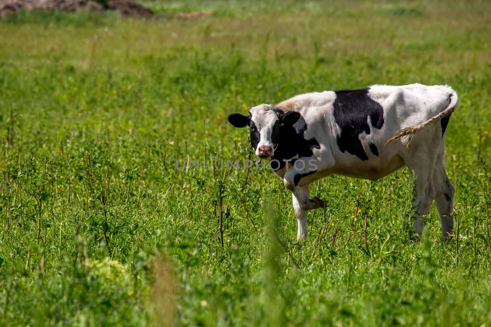 Bull pasture in green meadow in Latvia. Herd of cows grazing in meadow. Cows in meadow in spring time. Cattle grazing in grass, Latvia. 
