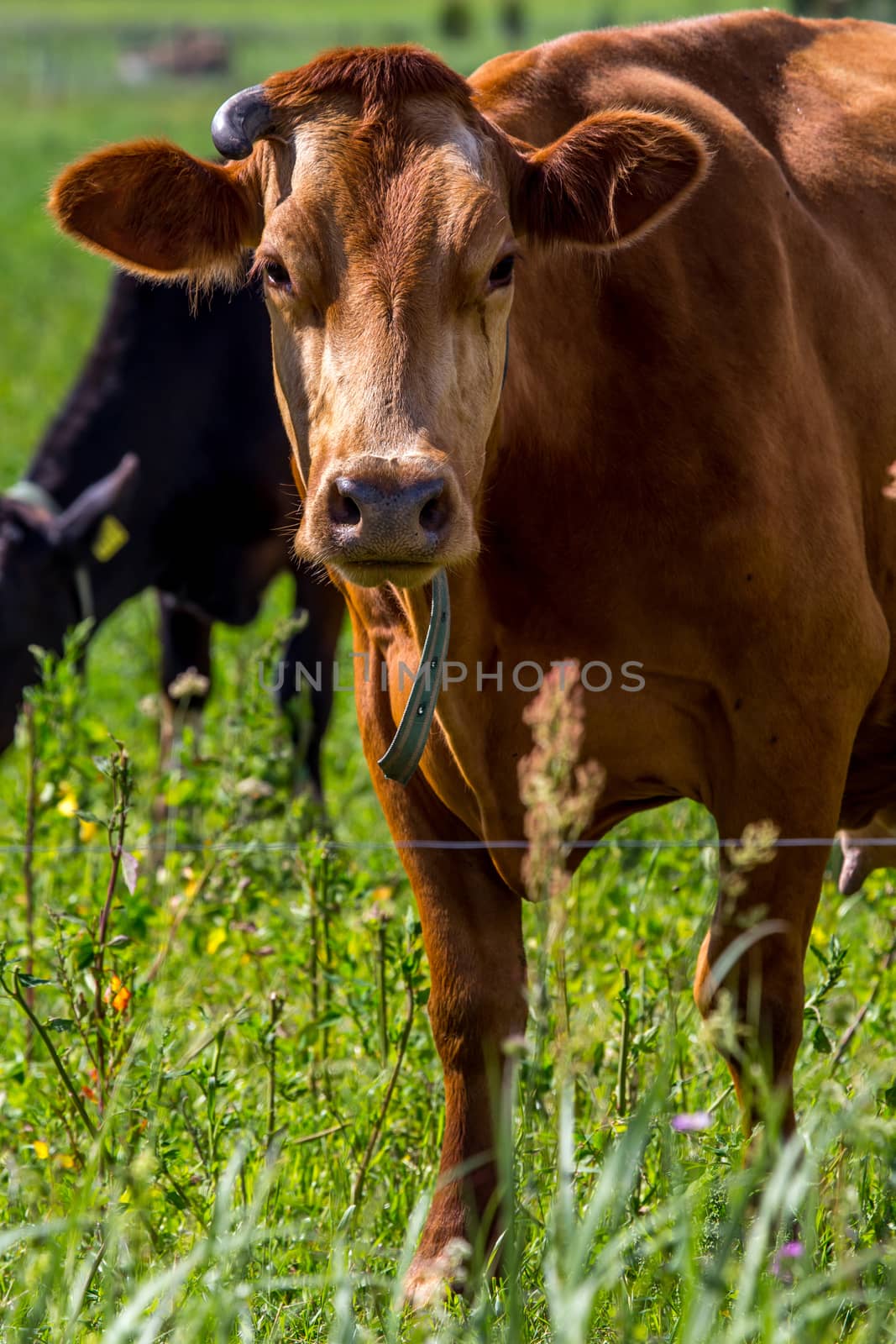 Dairy cow pasture in green meadow in Latvia. Herd of cows grazing in meadow. Cows in meadow in spring time. Cattle grazing in grass, Latvia. 
