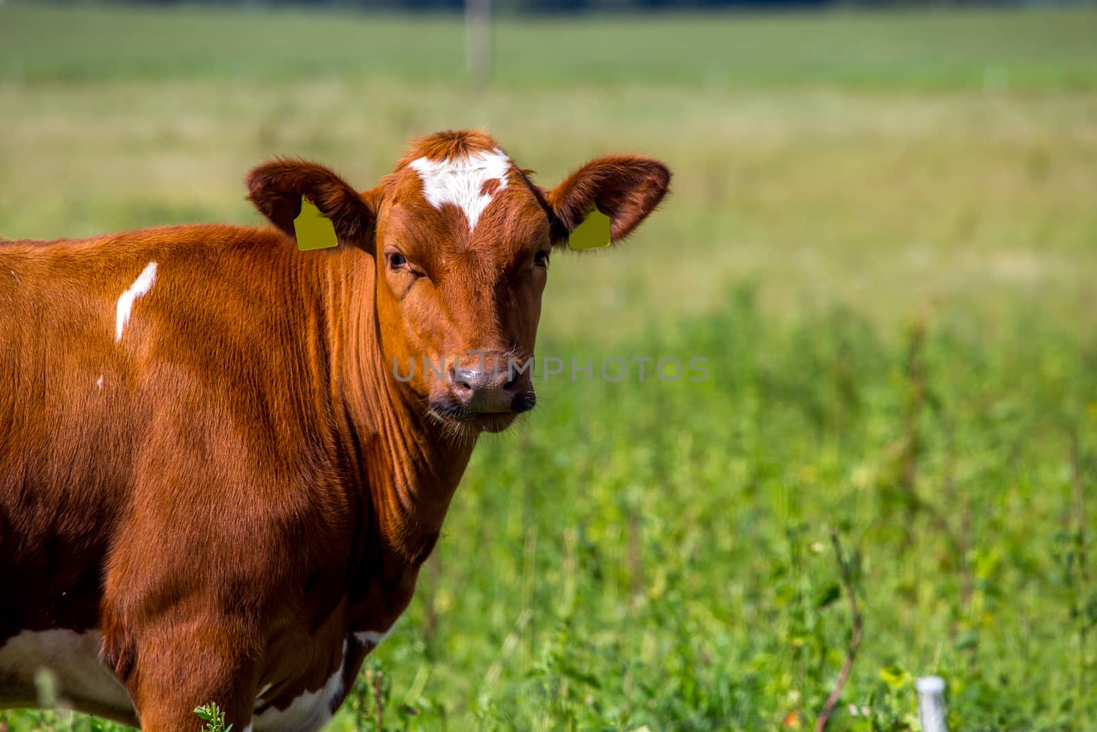 Dairy cow pasture in green meadow in Latvia. Herd of cows grazing in meadow. Cows in meadow in spring time. Cattle grazing in grass, Latvia. 
