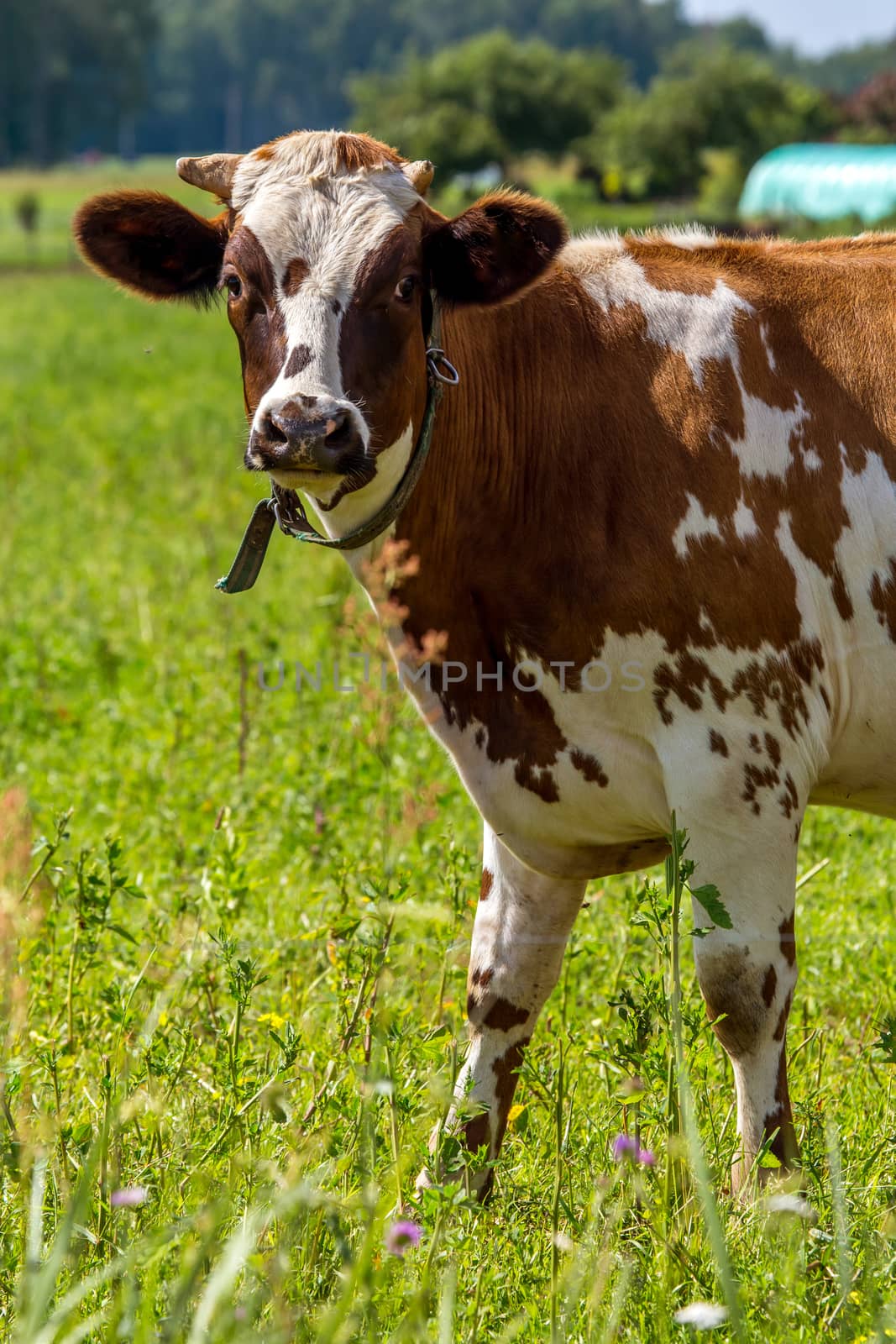 Dairy cow pasture in green meadow in Latvia. Herd of cows grazing in meadow. Cows in meadow in spring time. Cattle grazing in grass, Latvia. 
