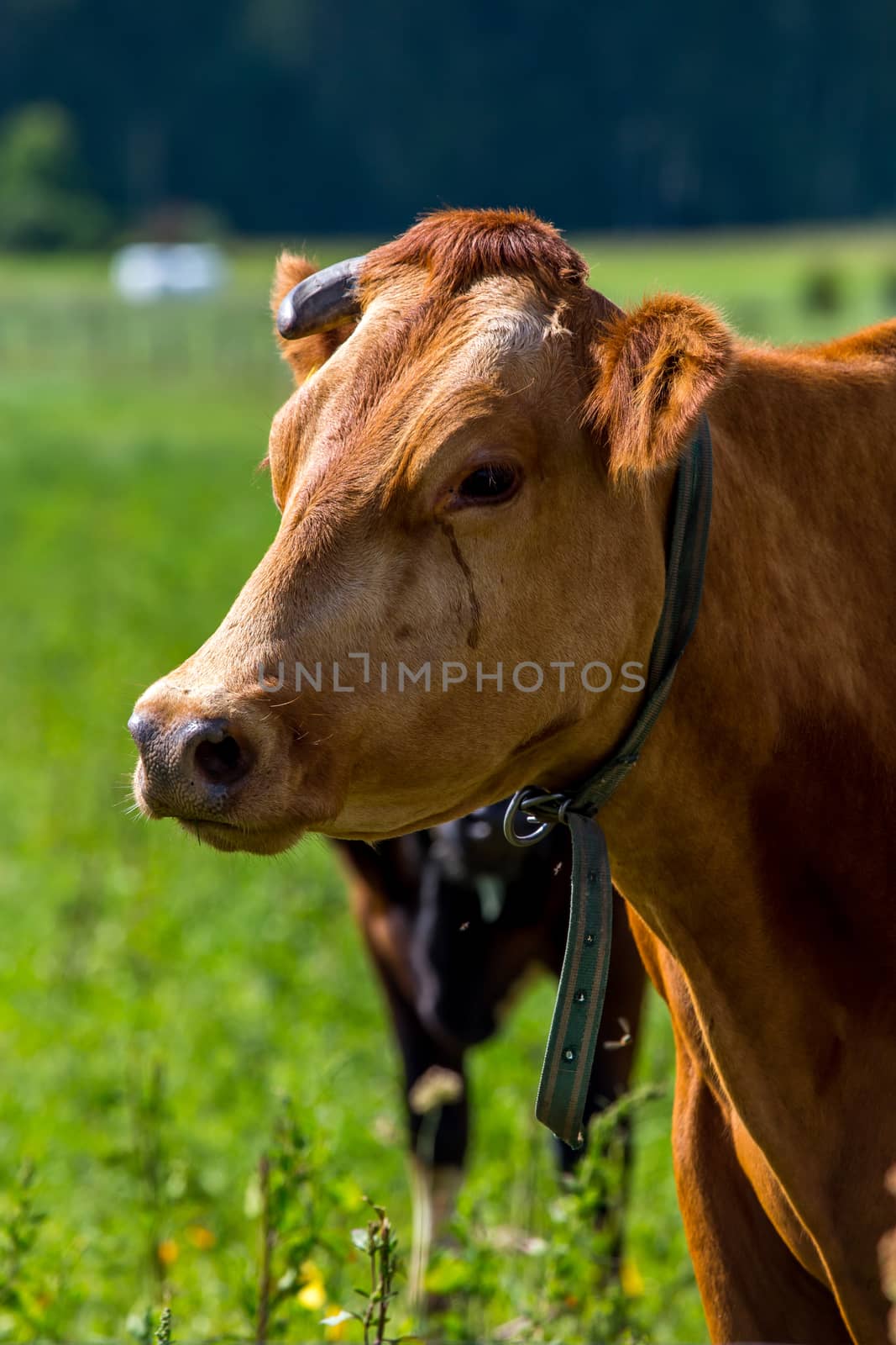 Dairy cow pasture in green meadow in Latvia. Herd of cows grazing in meadow. Cows in meadow in spring time. Cattle grazing in grass, Latvia. 

