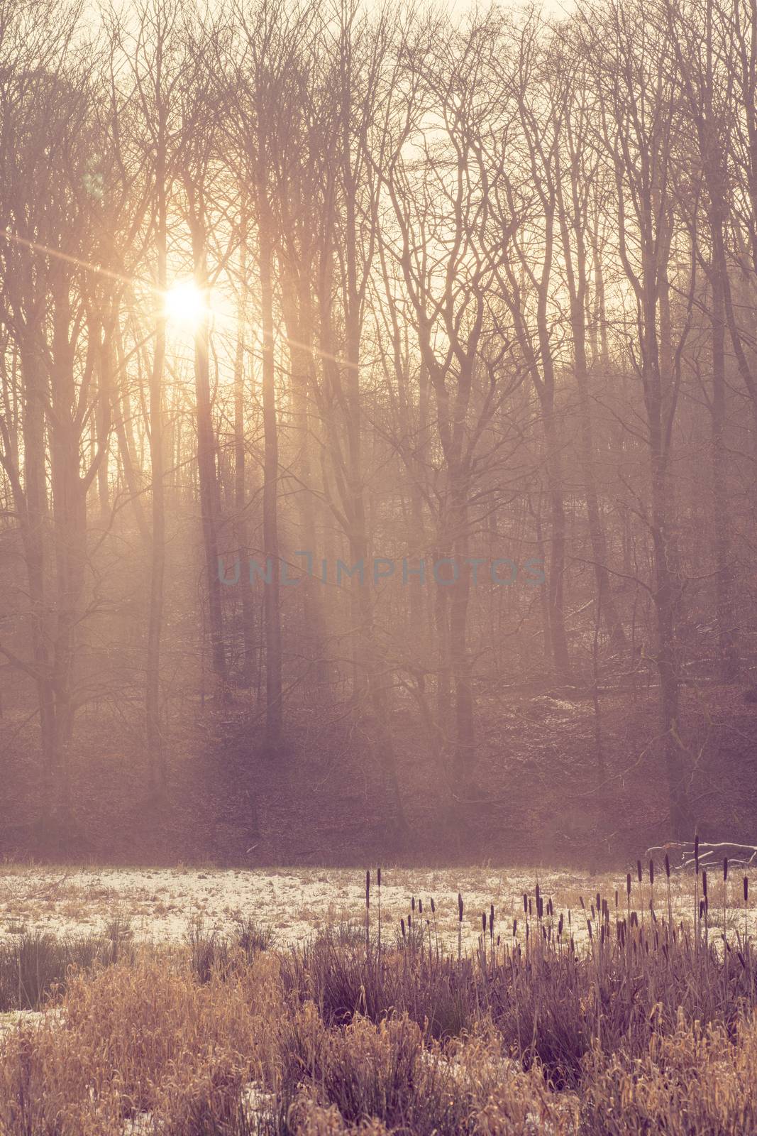 Morning in the forest with a mystic haze in the sunrise through the trees