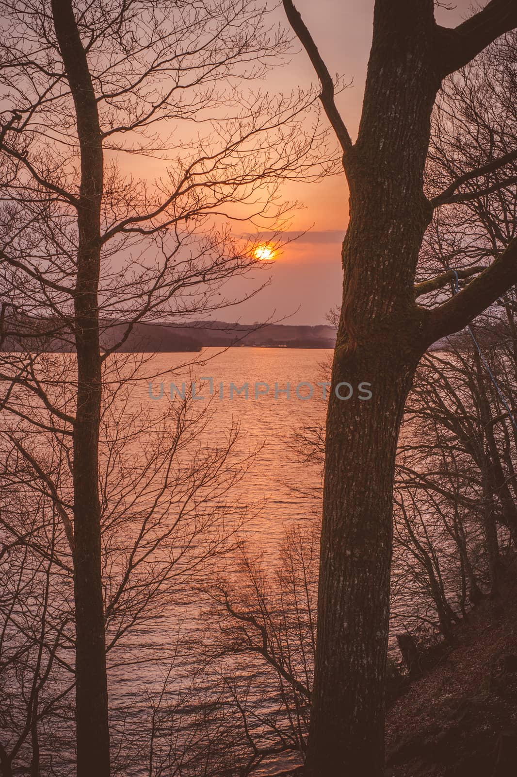 Golden sunrise between the trees near a lake in the morning