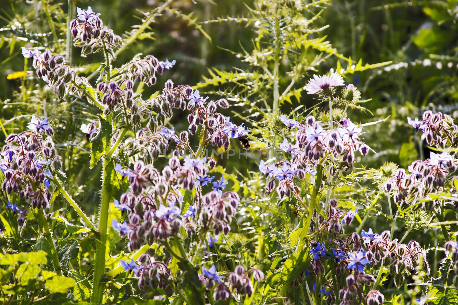 Borage is a plant herb Borago officinalis in sunlight