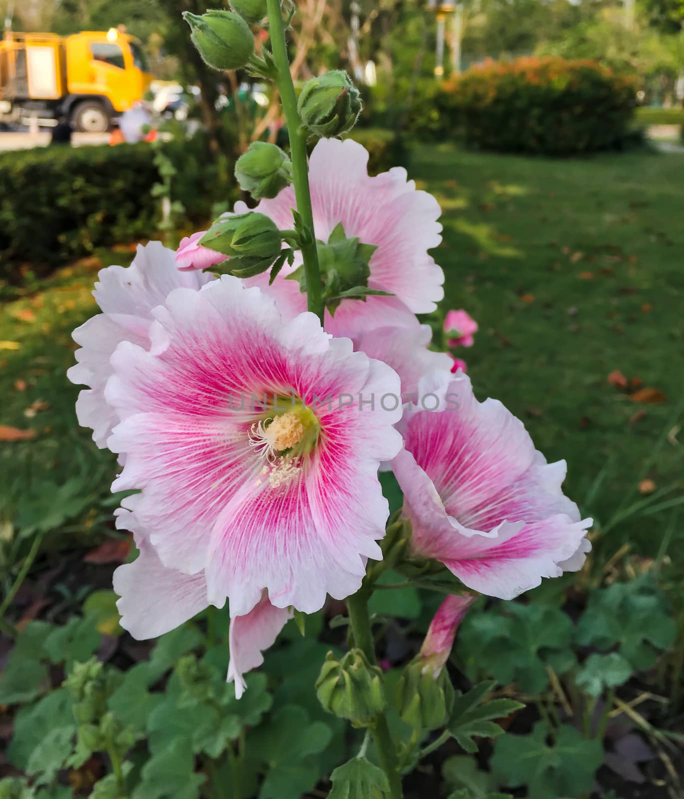 Red pink hibiscus flowers in the garden