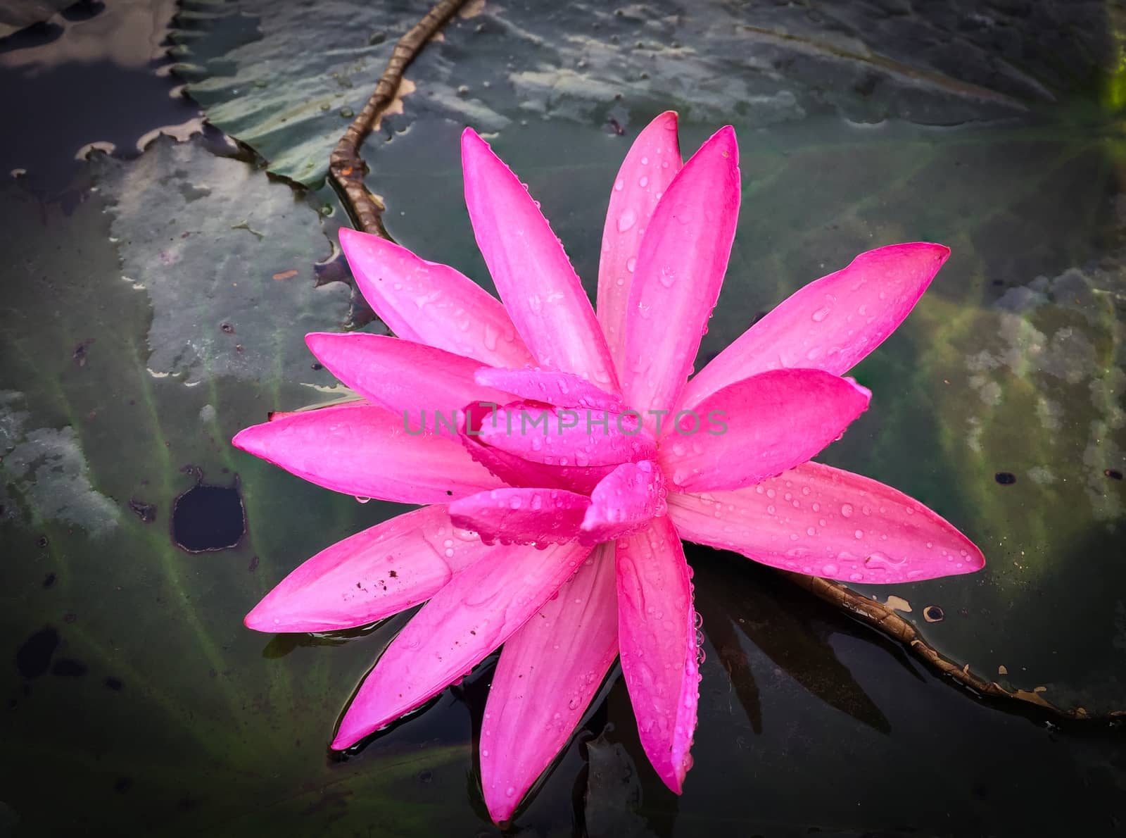 Pink lotus in the swamp