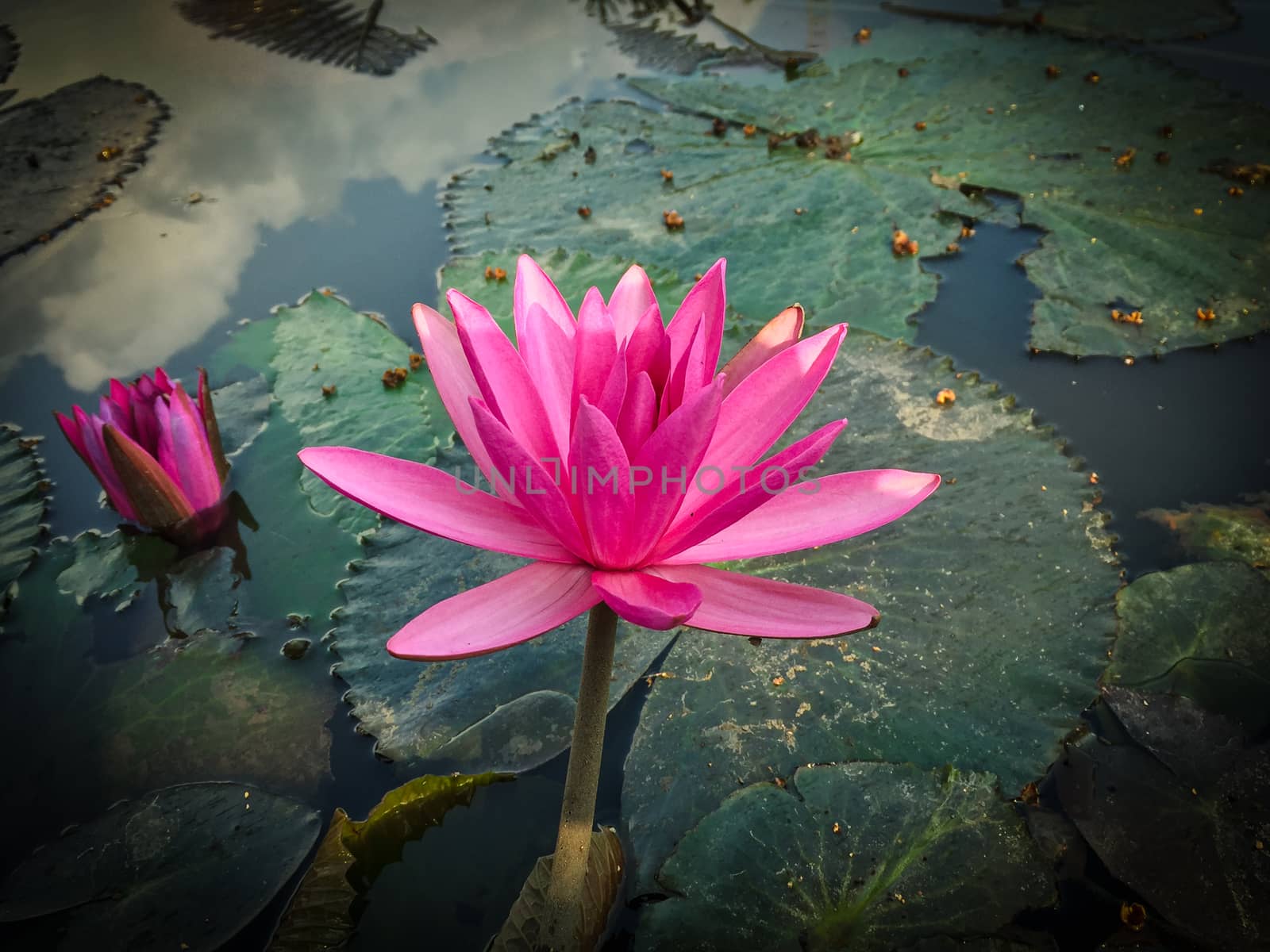 Pink lotus in the swamp