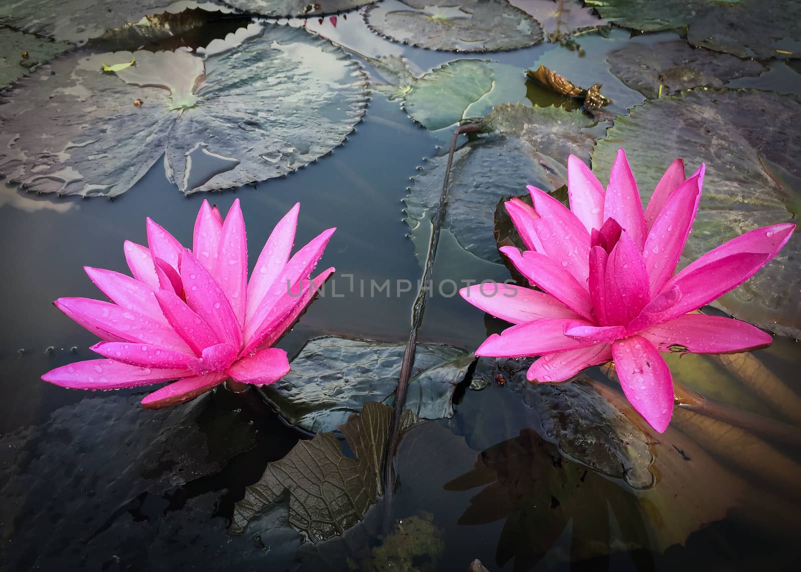 Pink lotus in the swamp