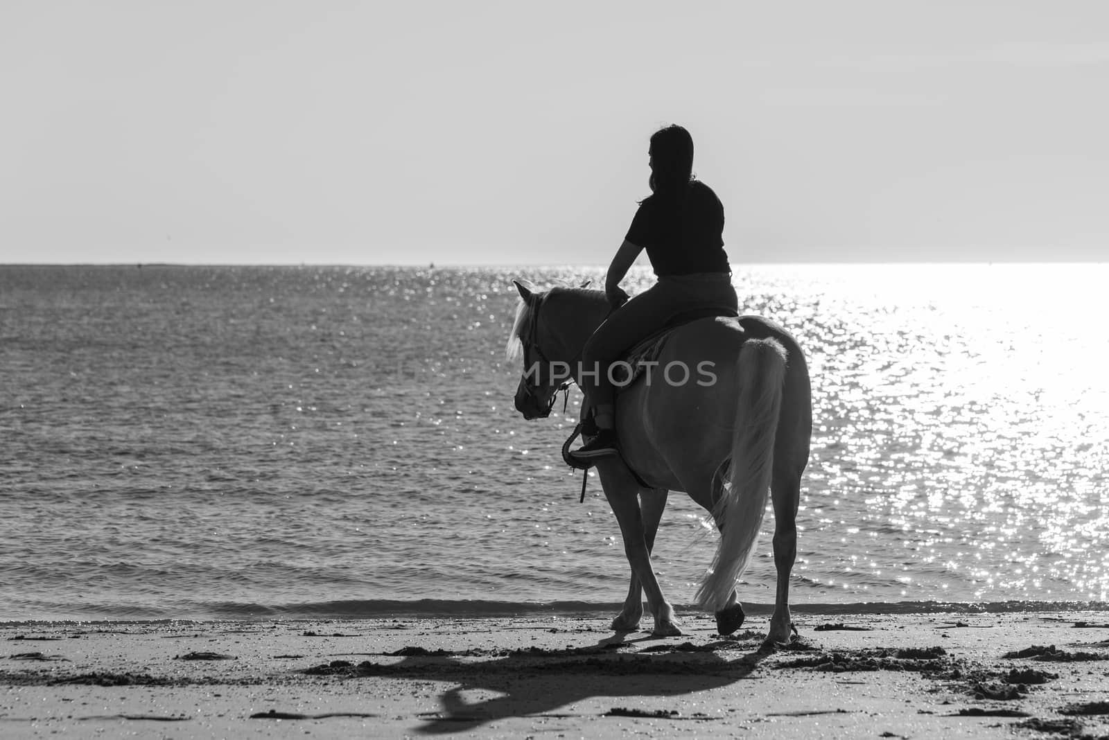 girl riding on haflinger horse during sunset in the sea