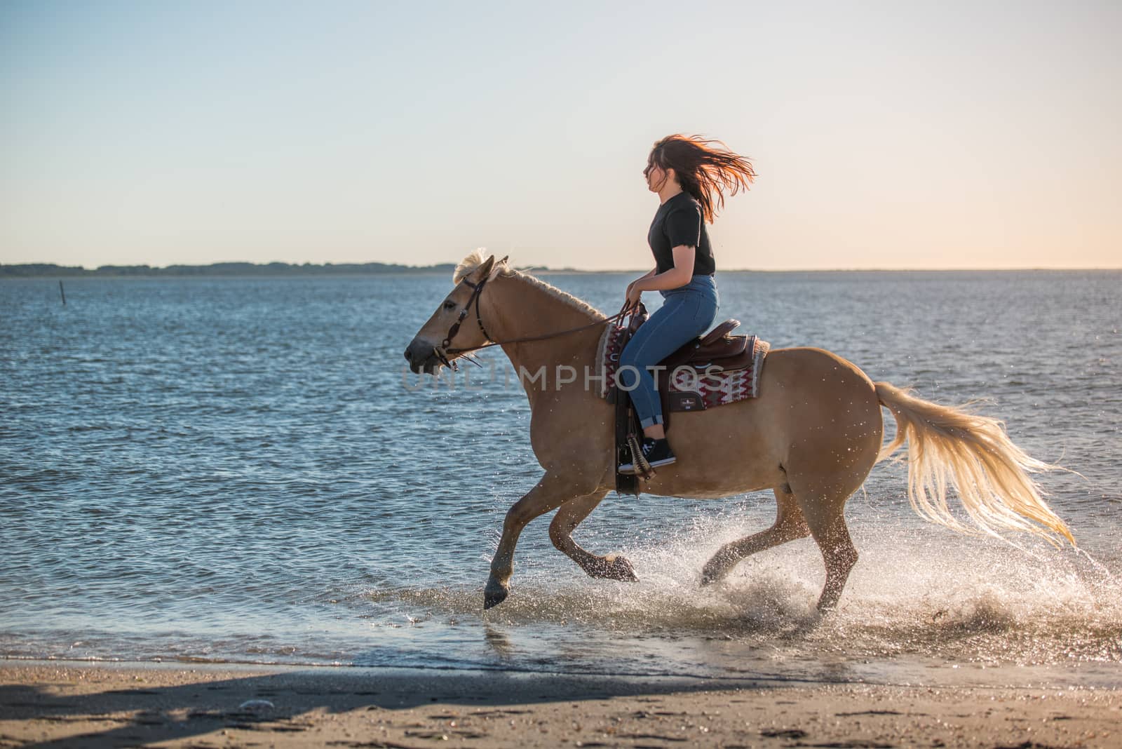 girl riding on haflinger horse during sunset in the sea