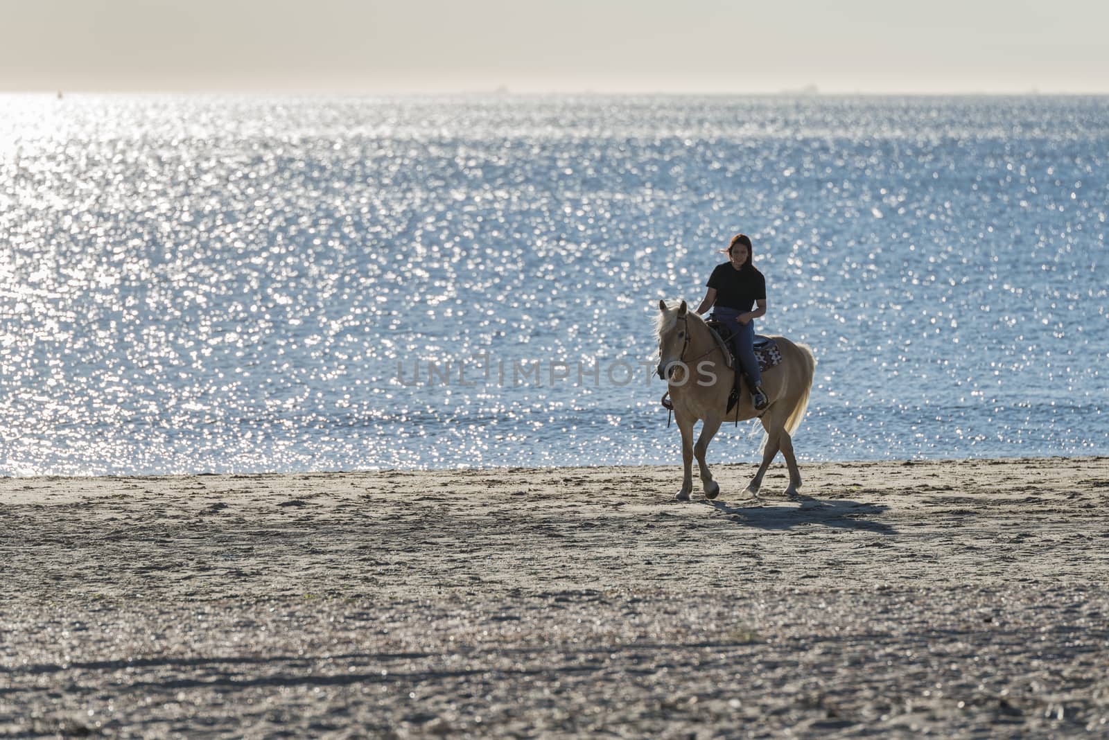 girl riding on haflinger horse during sunset in the sea
