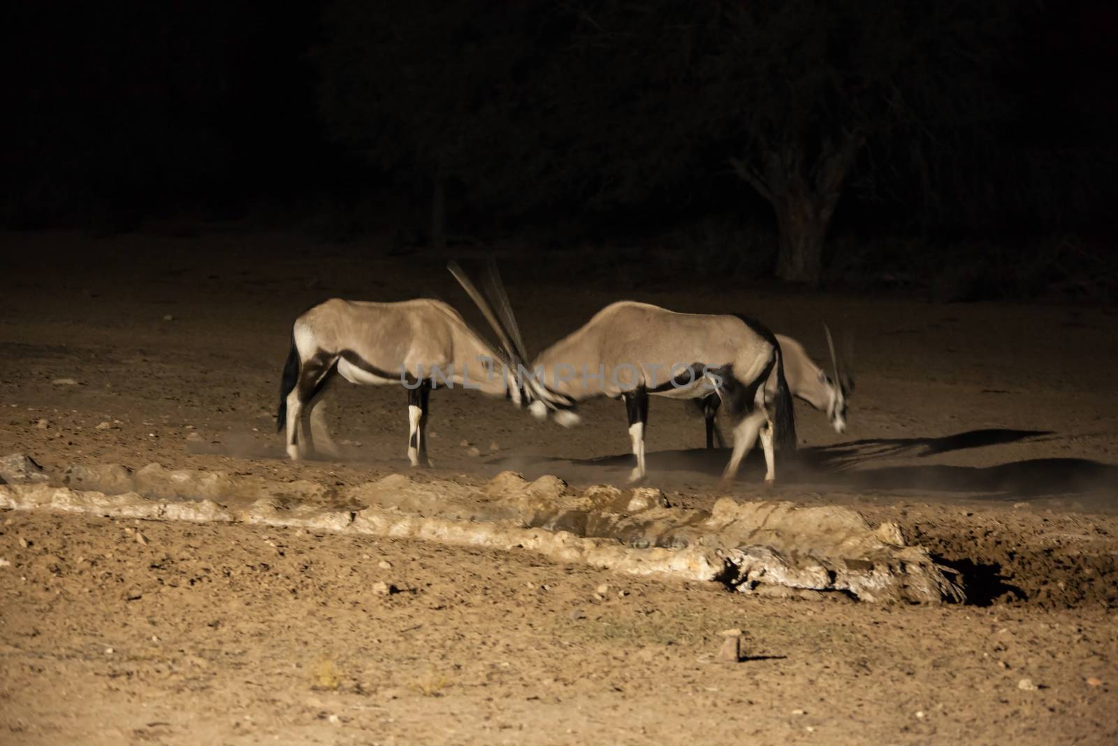 Night Fight by kobus_peche