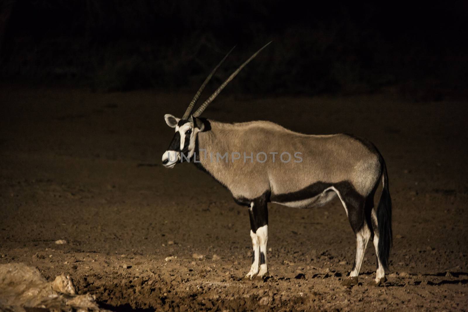 A lone Oryx (Oryx gazella) photographed at night at a waterhole. Mata Mata rest camp, Kgalagadi Trans Frontier Park. South Africa.