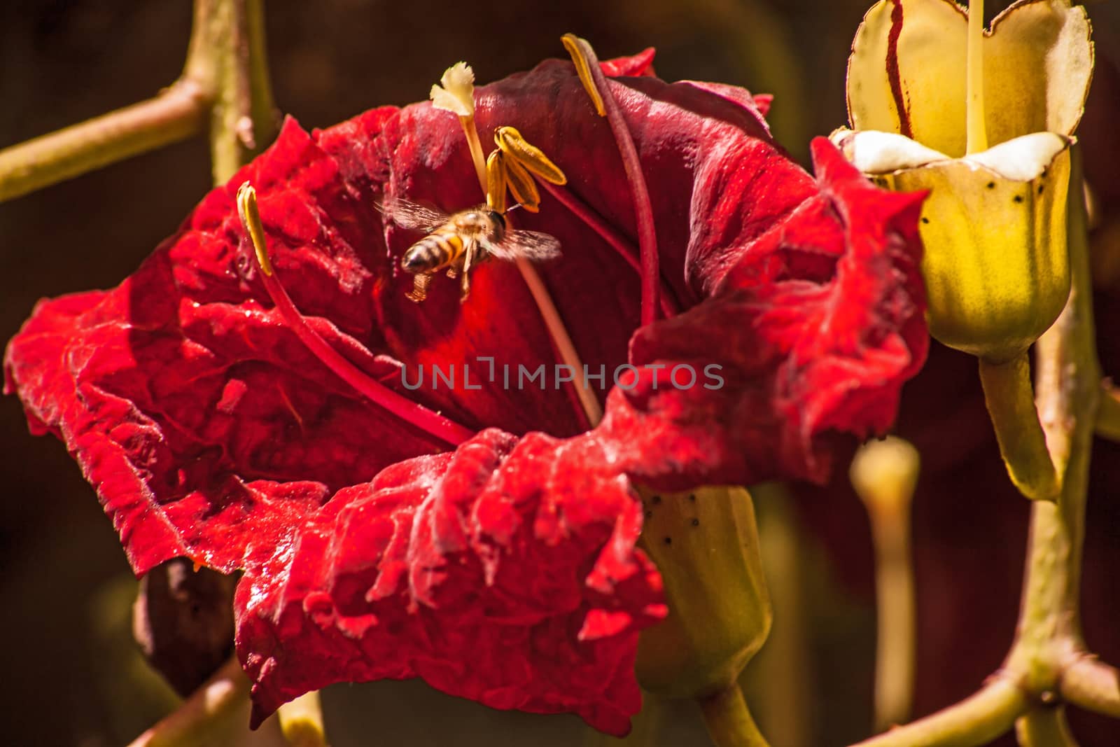 The blood-red flower of the Sausage Tree (Kigelia africana). The trees are endemic to Africa and occur naturally in most of  Sub-Sahara Africa.