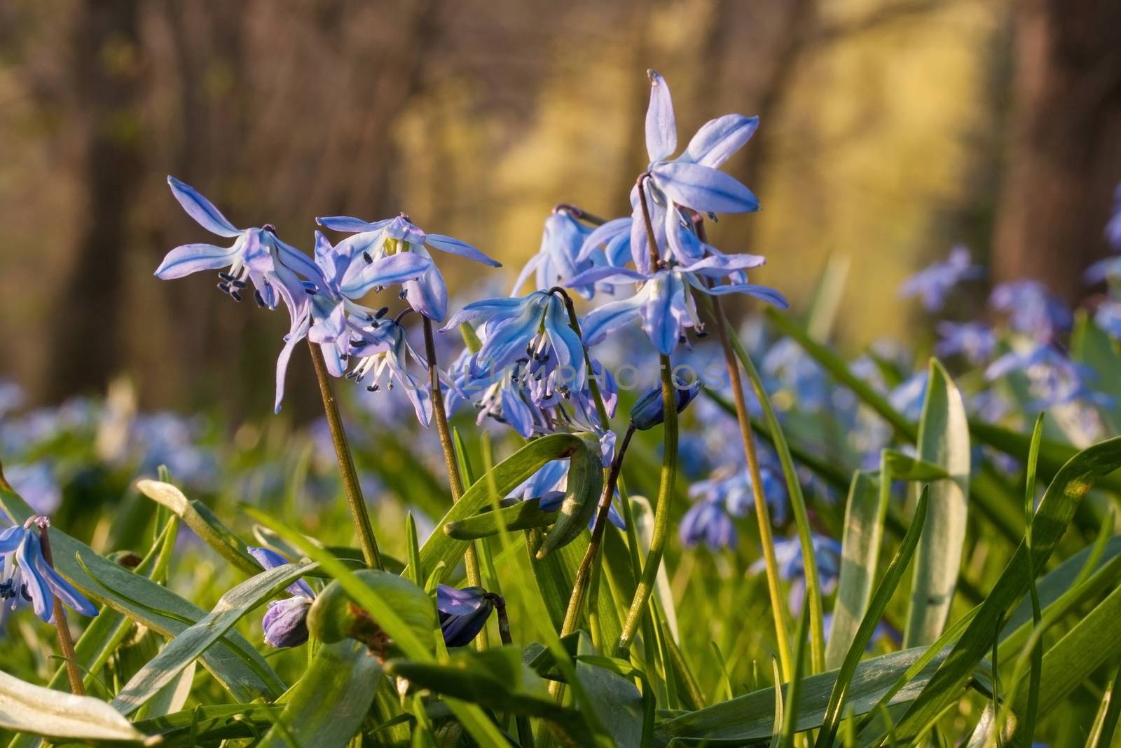 Blue Siberian squill flowers blooming in spring, with trees in the background