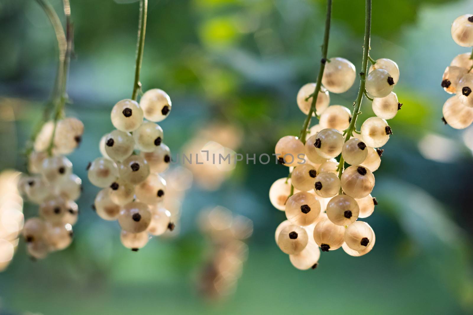 Ripe white currants growing in the garden, photographed against the light