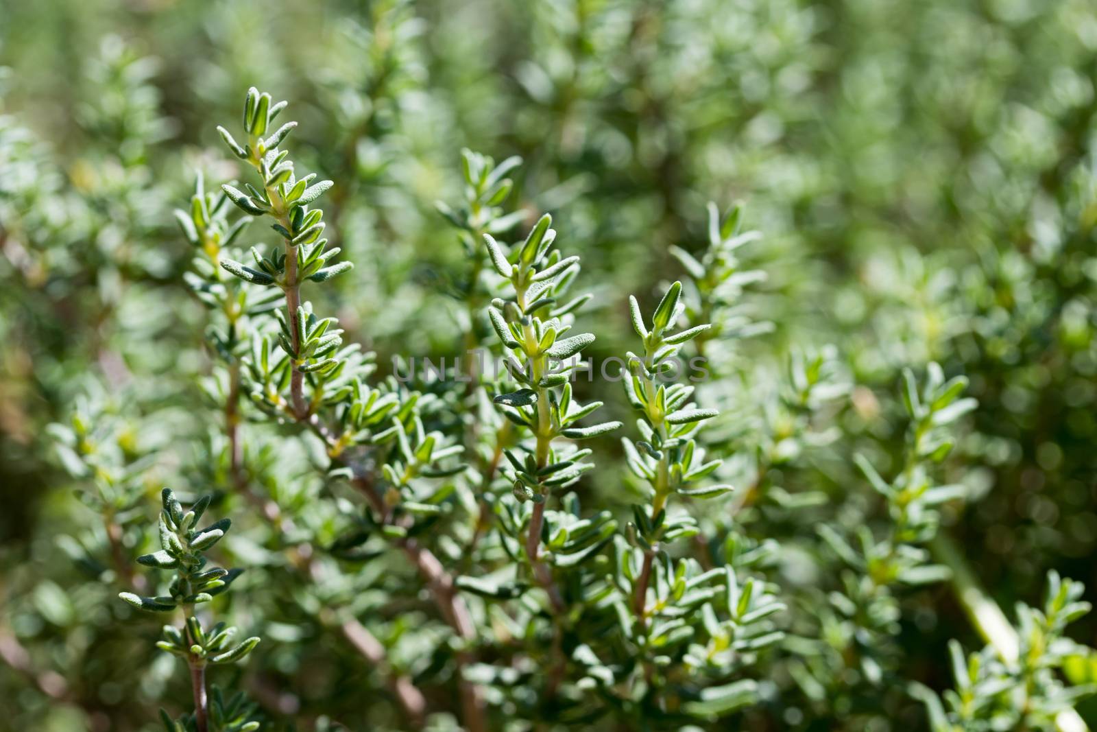 Fresh thyme growing in the garden, selective focus