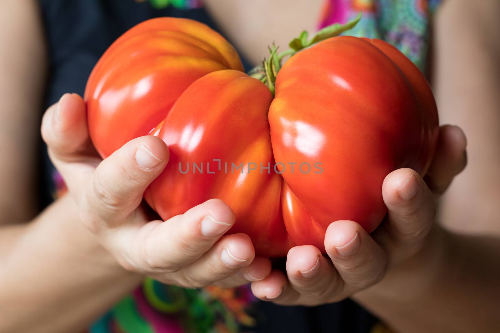 Hands holding and offering a giant Zapotec pleated heirloom tomato