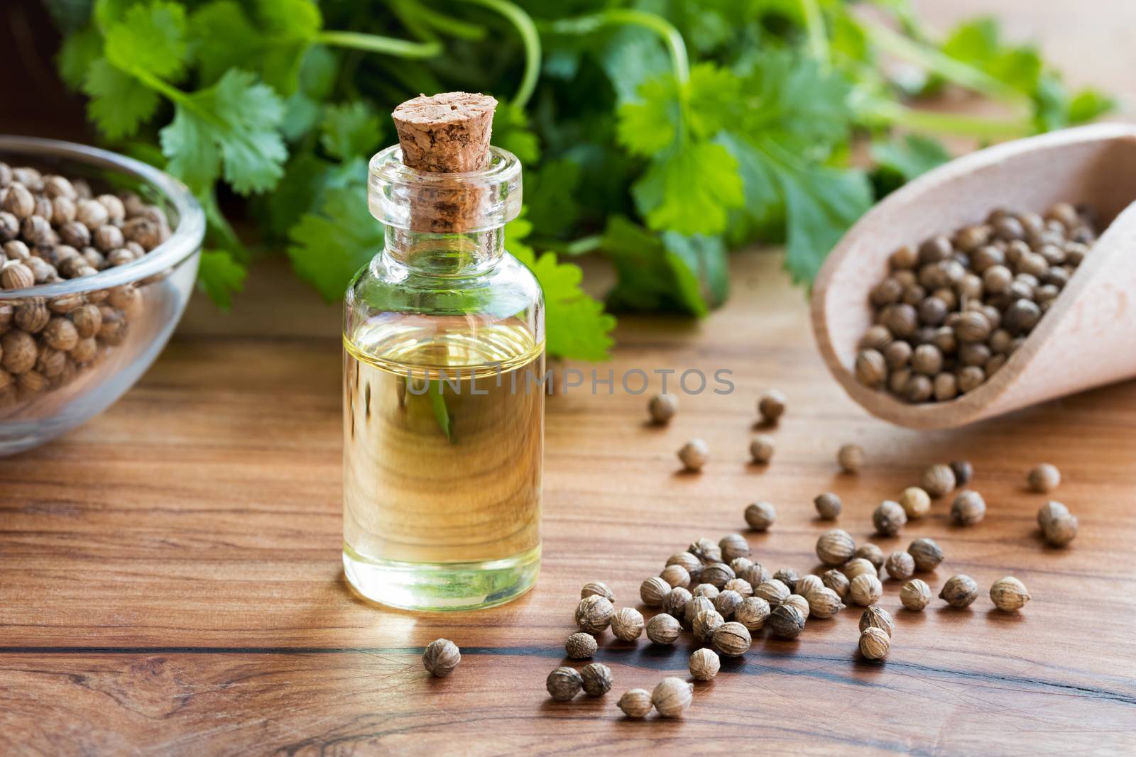 A bottle of coriander essential oil with coriander seeds and fresh cilantro leaves in the background