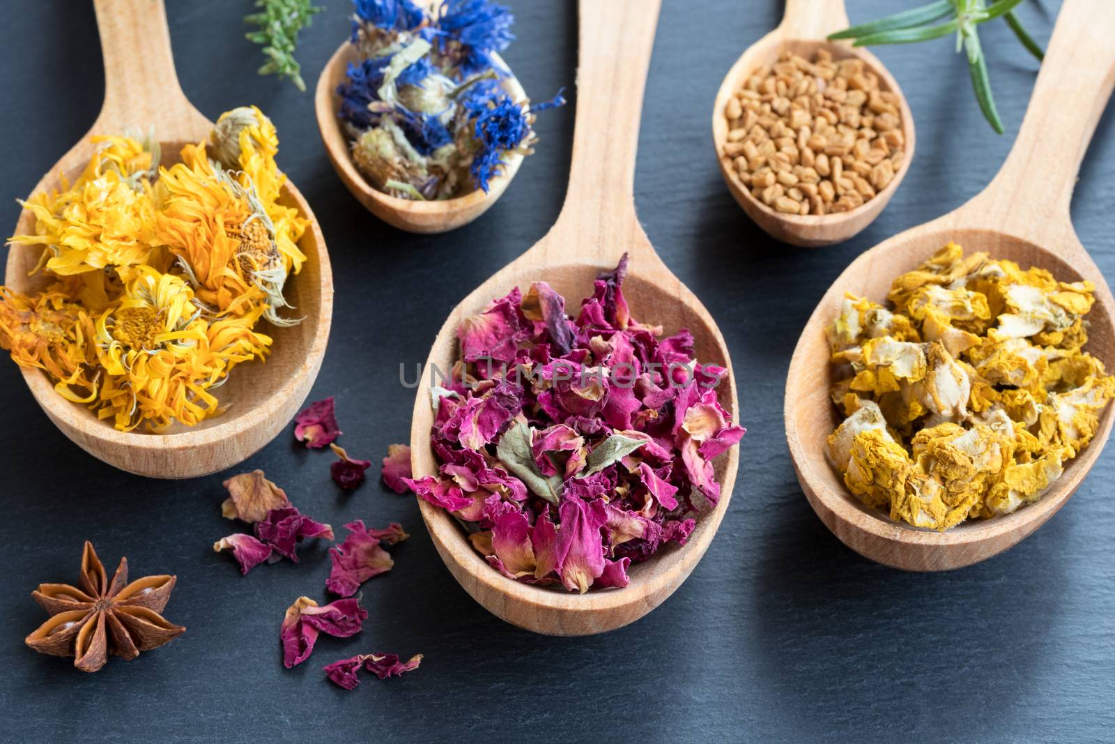 Herbs on wooden spoons on a dark background. Dried calendula, cornflower, rose petals, fenugreek seeds, mullein, star anise, fresh rosemary and thyme.