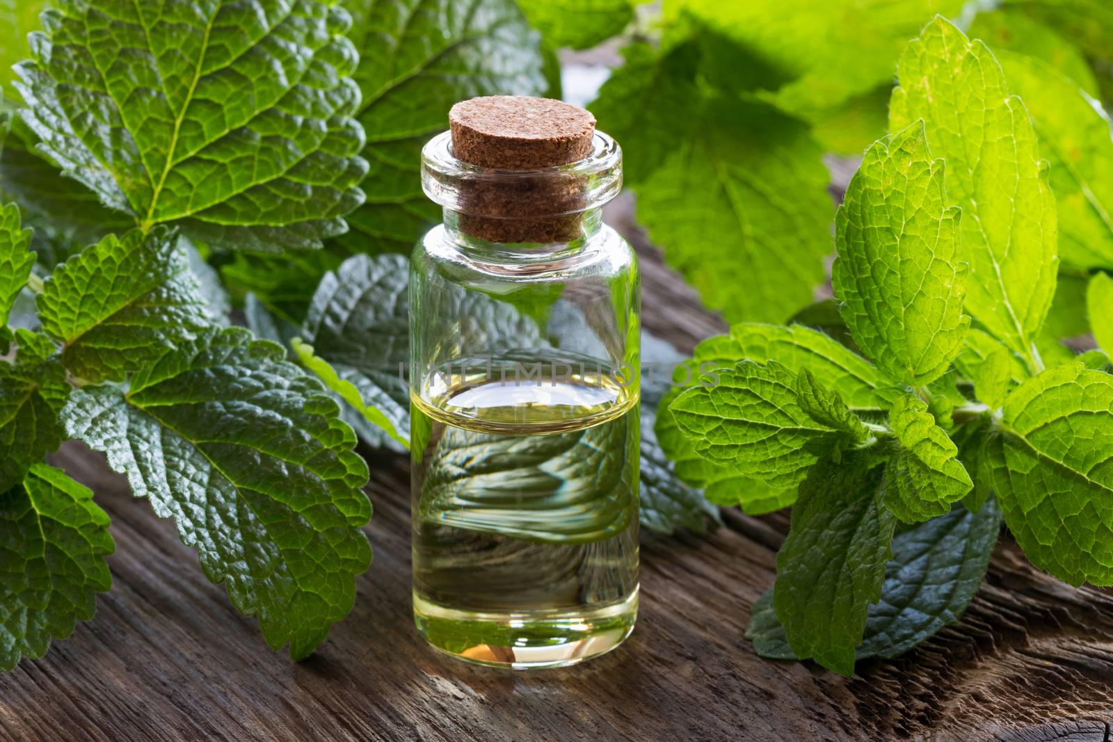 A bottle of melissa (lemon balm) essential oil with fresh melissa twigs on old wood