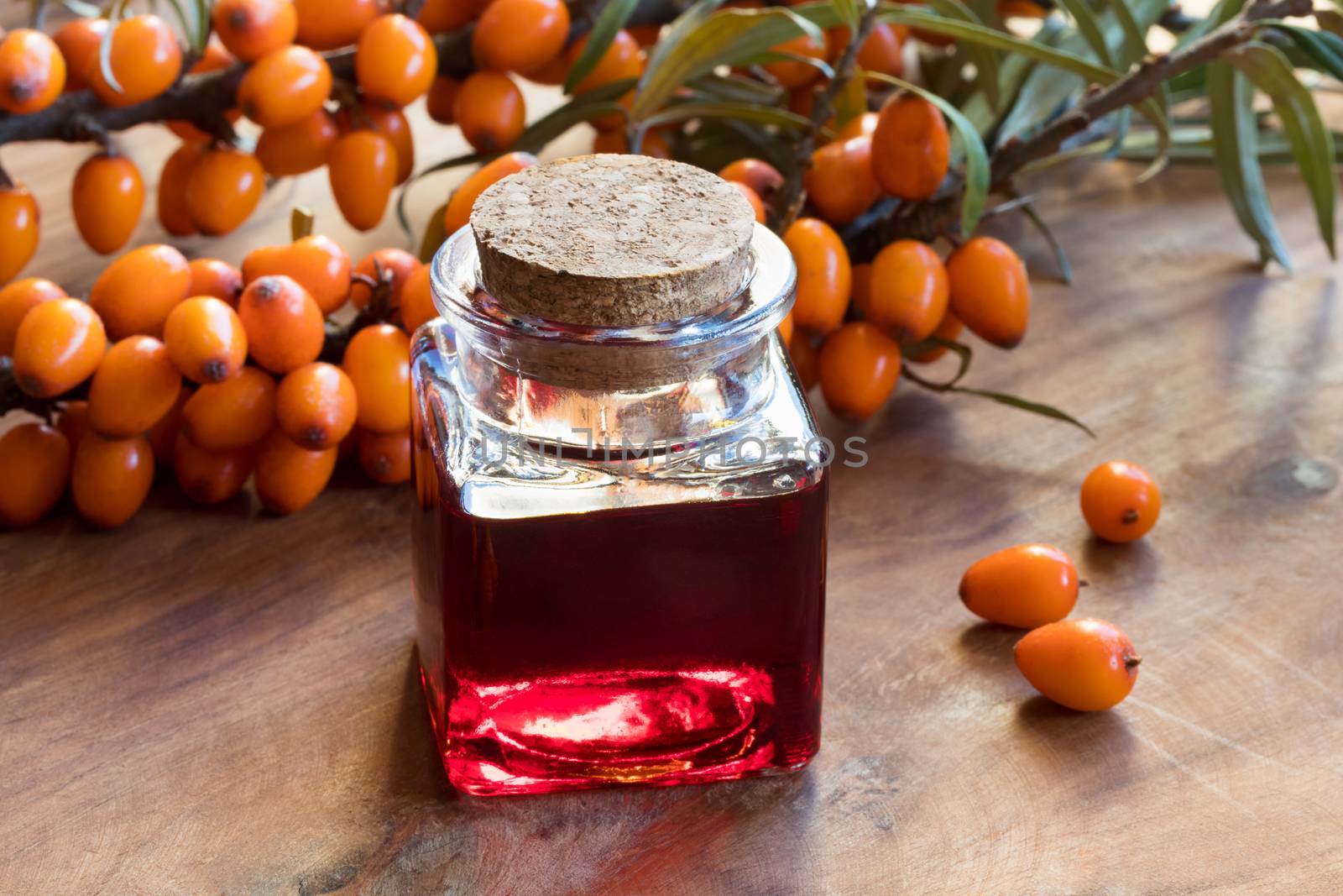 Sea buckthorn oil in a glass jar with sea buckthorn berries and leaves in the background