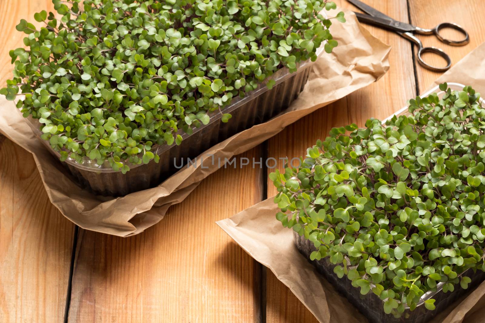 Homegrown broccoli and kale microgreens on a wooden table