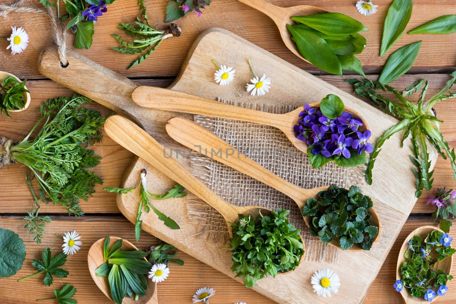 Fresh wild edible spring herbs on wooden spoons: ground-ivy, veronica, chickweed, violet flower, wild garlic, dandelion, daisy, ground elder, wild carrot, ribwort plantain, red dead-nettle