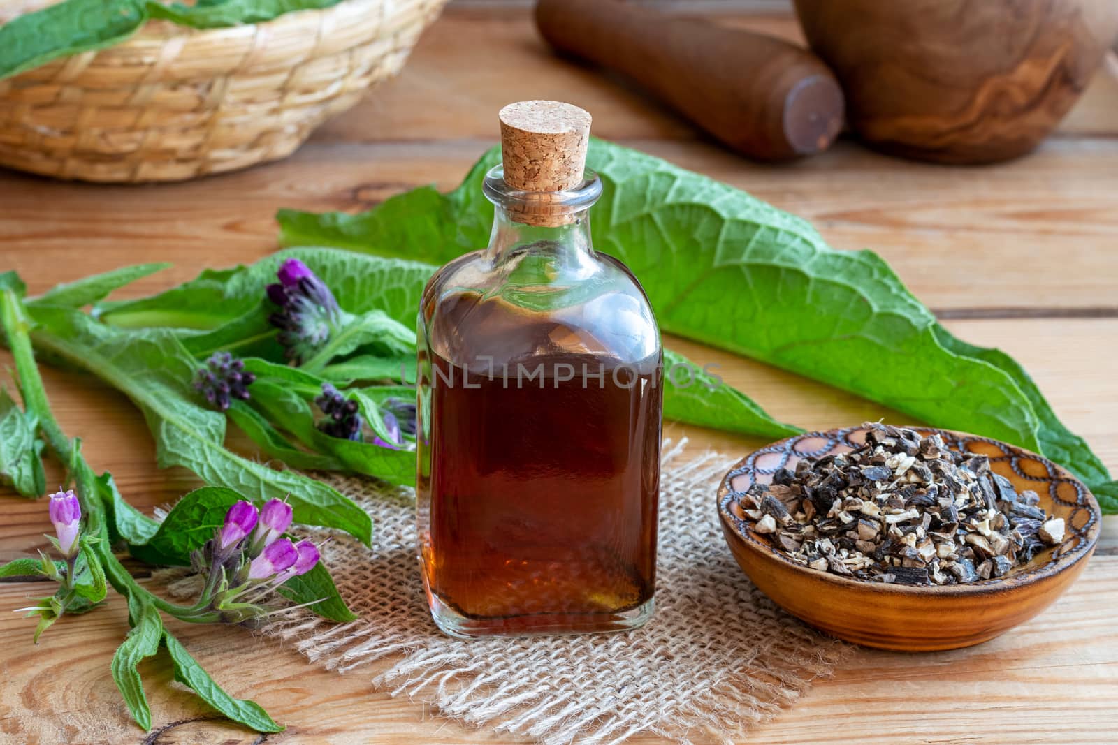 Comfrey tincture with dried root and fresh blooming plant