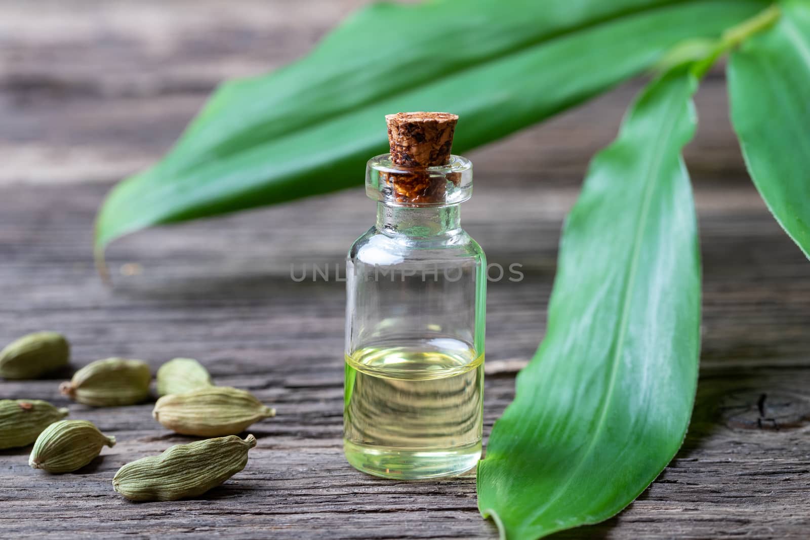 A bottle of essential oil with fresh cardamon plant and whole seeds