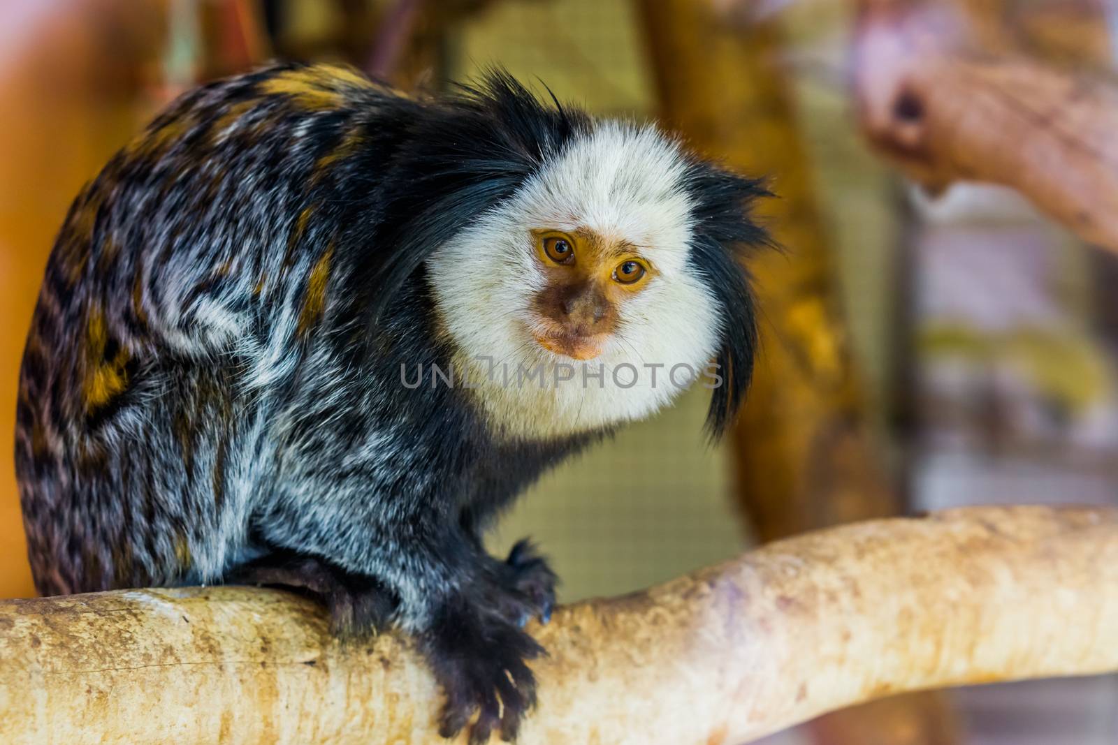 closeup of a white headed marmoset, a tropical monkey from brazil, popular exotic pets by charlottebleijenberg
