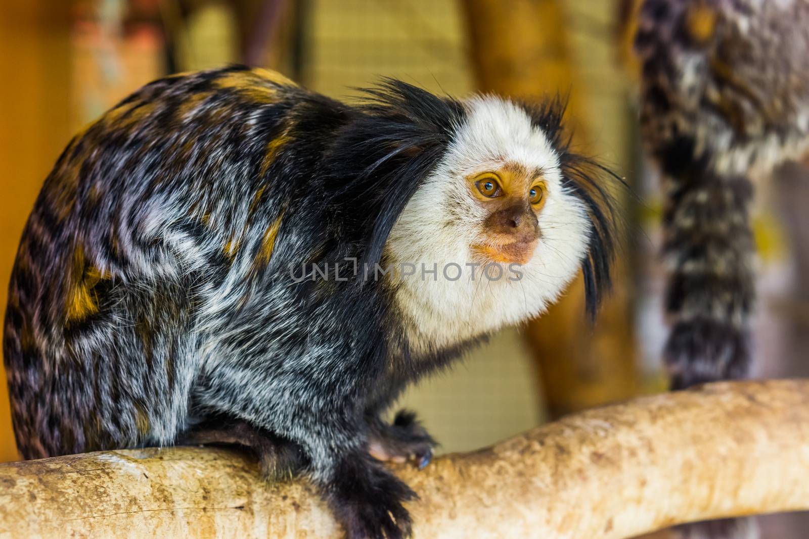 the face of a white headed marmoset in closeup, a tropical monkey from brazil, popular zoo animals