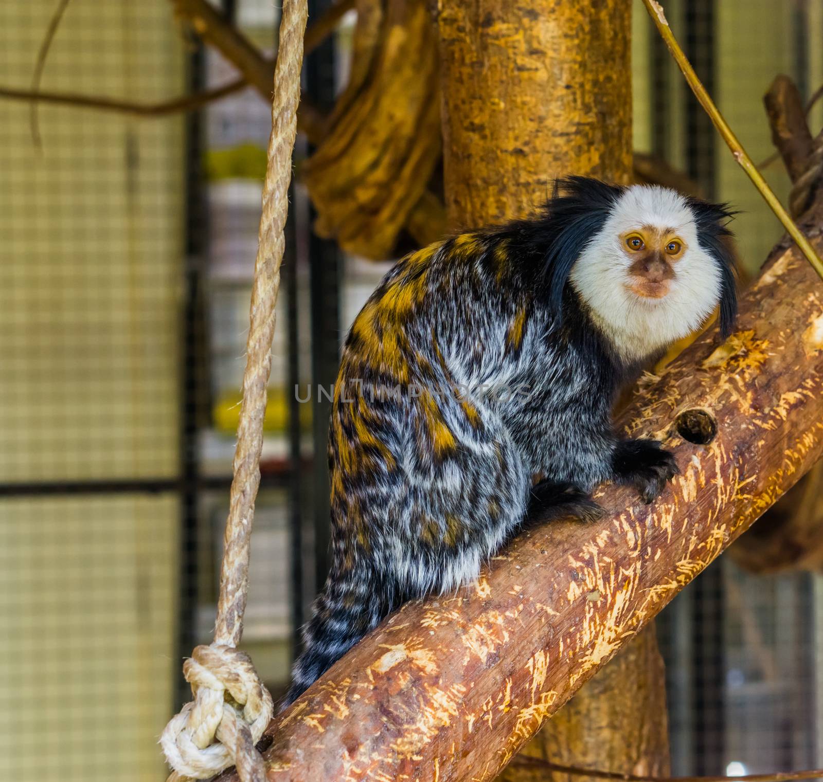 white headed marmoset, a popular monkey from Brazil, exotic cute pets