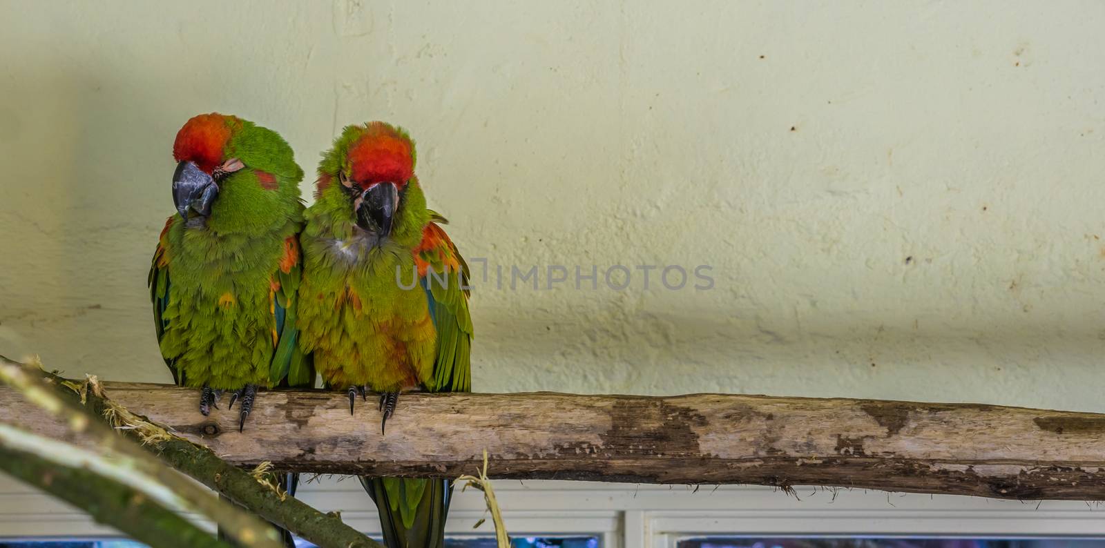 two red fronted macaw parrots sitting close together on a branch, tropical and critically endangered birds from Bolivia by charlottebleijenberg