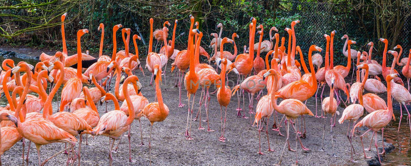 big American flamingo family standing all together, tropical birds from the galapagos islands by charlottebleijenberg