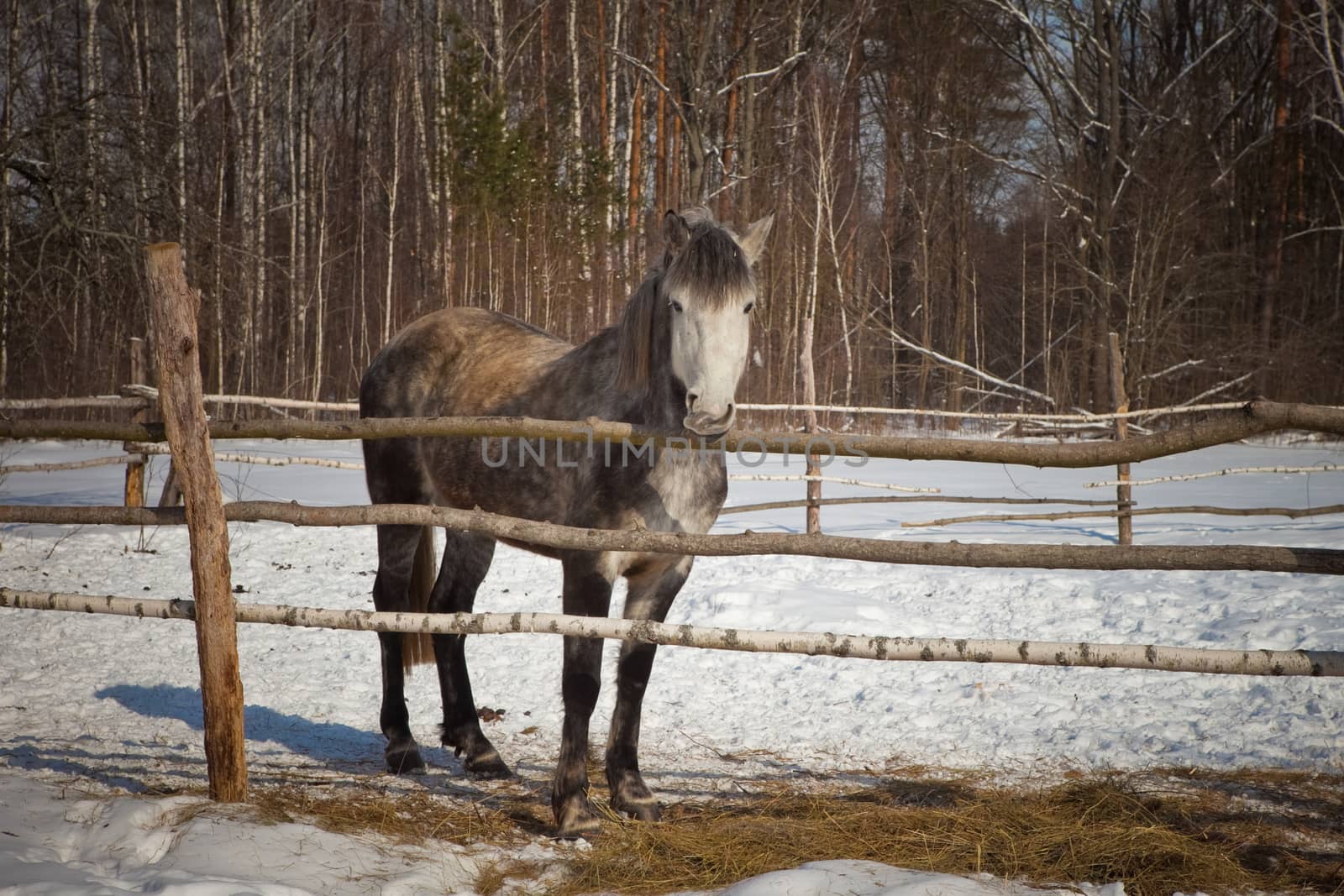 beautiful horse on a background of a winter landscape
