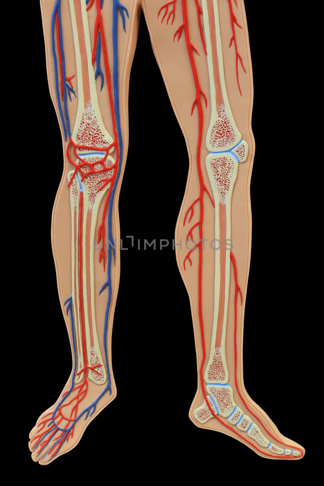 Plastic study model of leg isolated on black background an often used tool for medical study, clipping path.