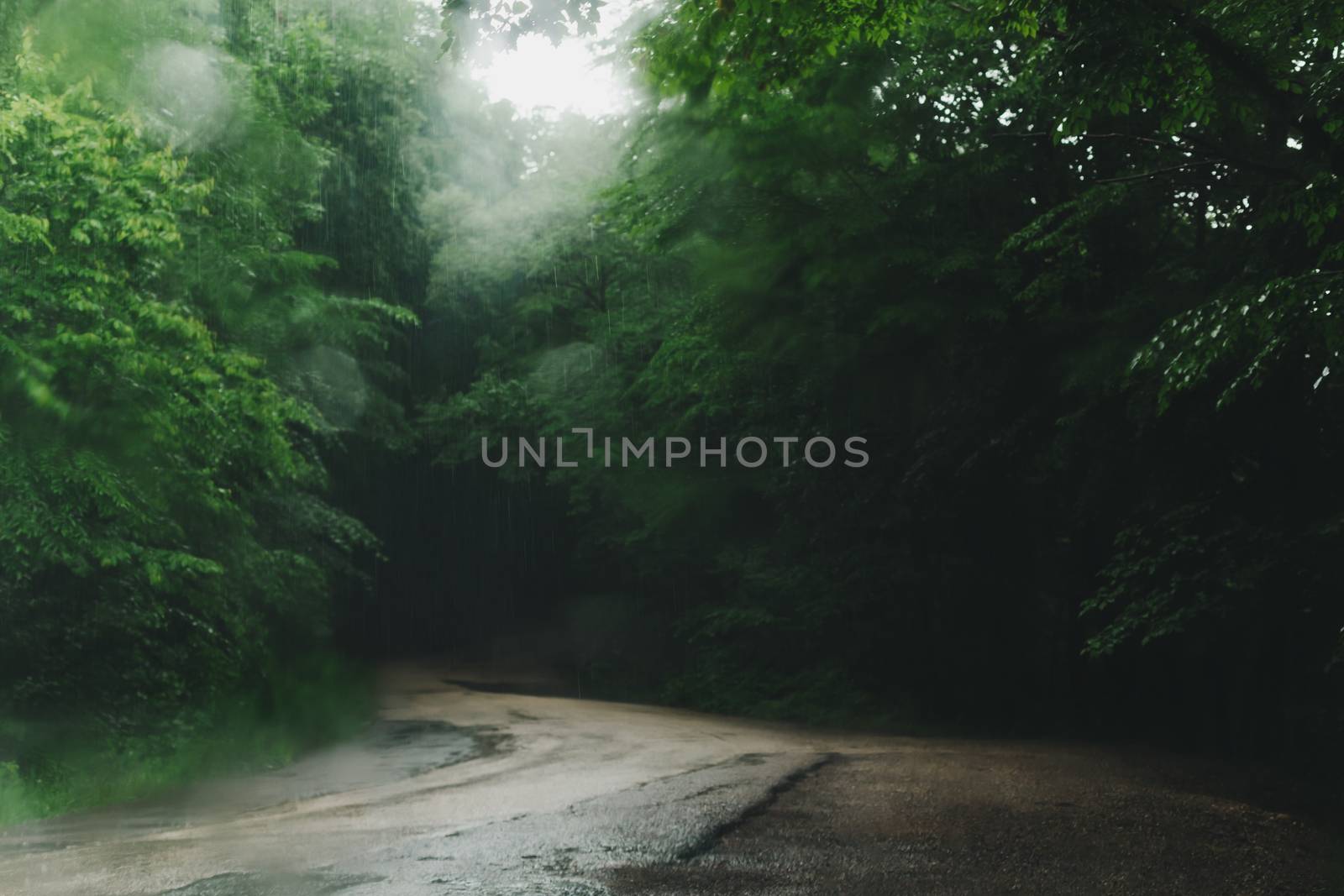 rain in the forest and the road by PhotoJovi