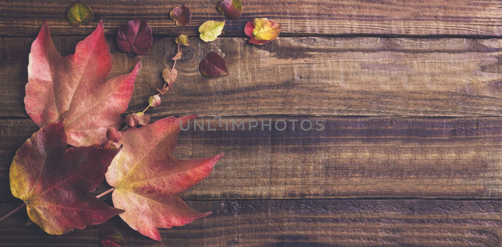 Dry autumn leaves by Lana_M