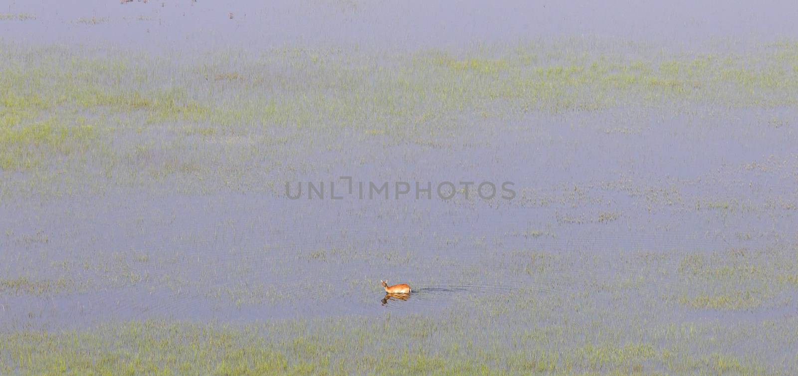 Waterbuck in the Okavango by michaklootwijk