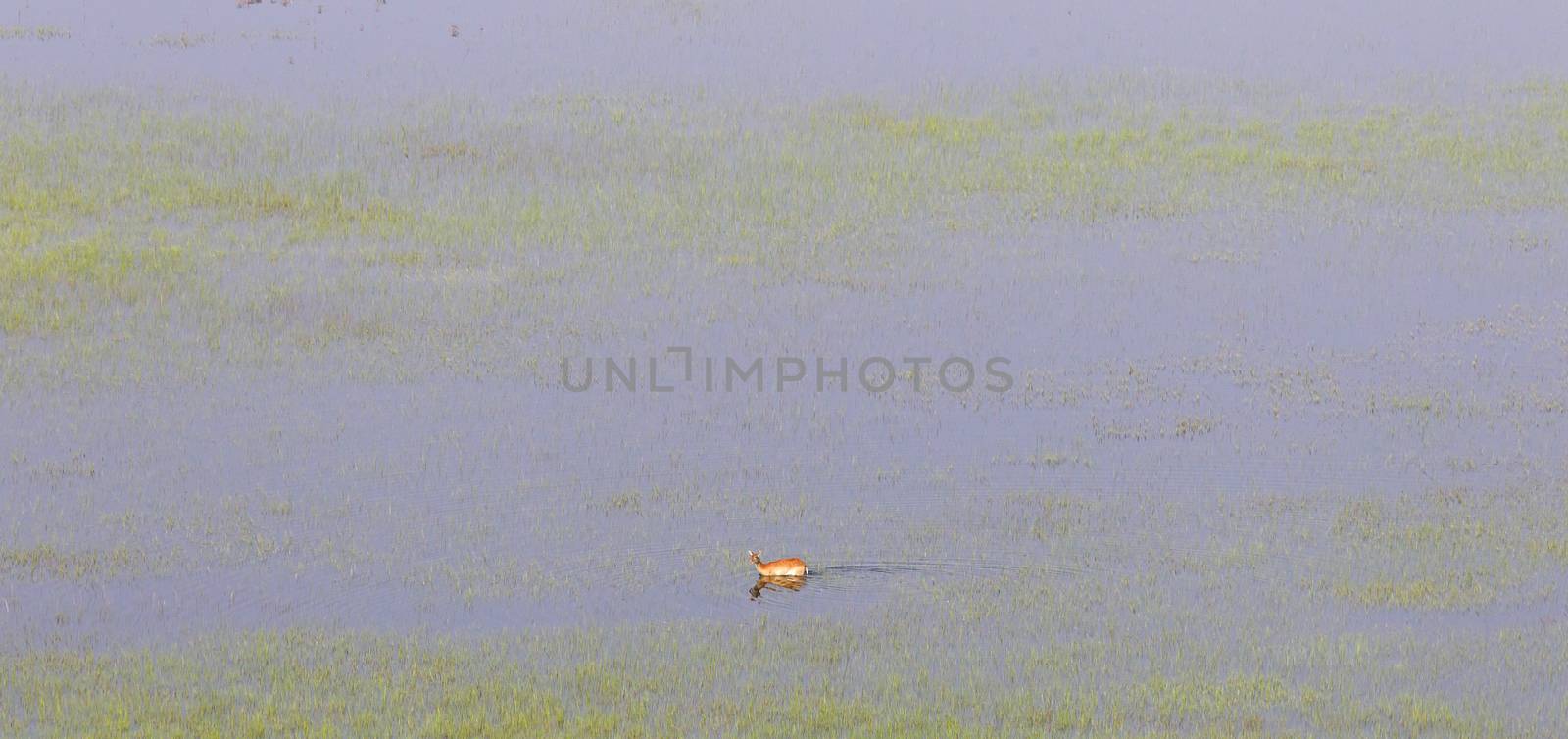 Waterbuck in the Okavango - Aerial view - Botswana