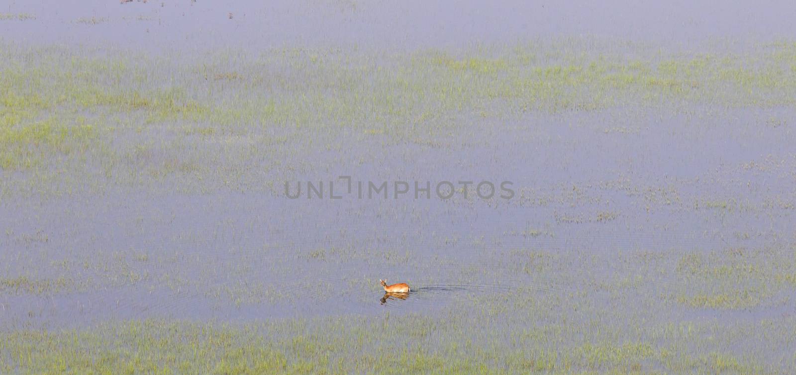 Waterbuck in the Okavango - Aerial view - Botswana