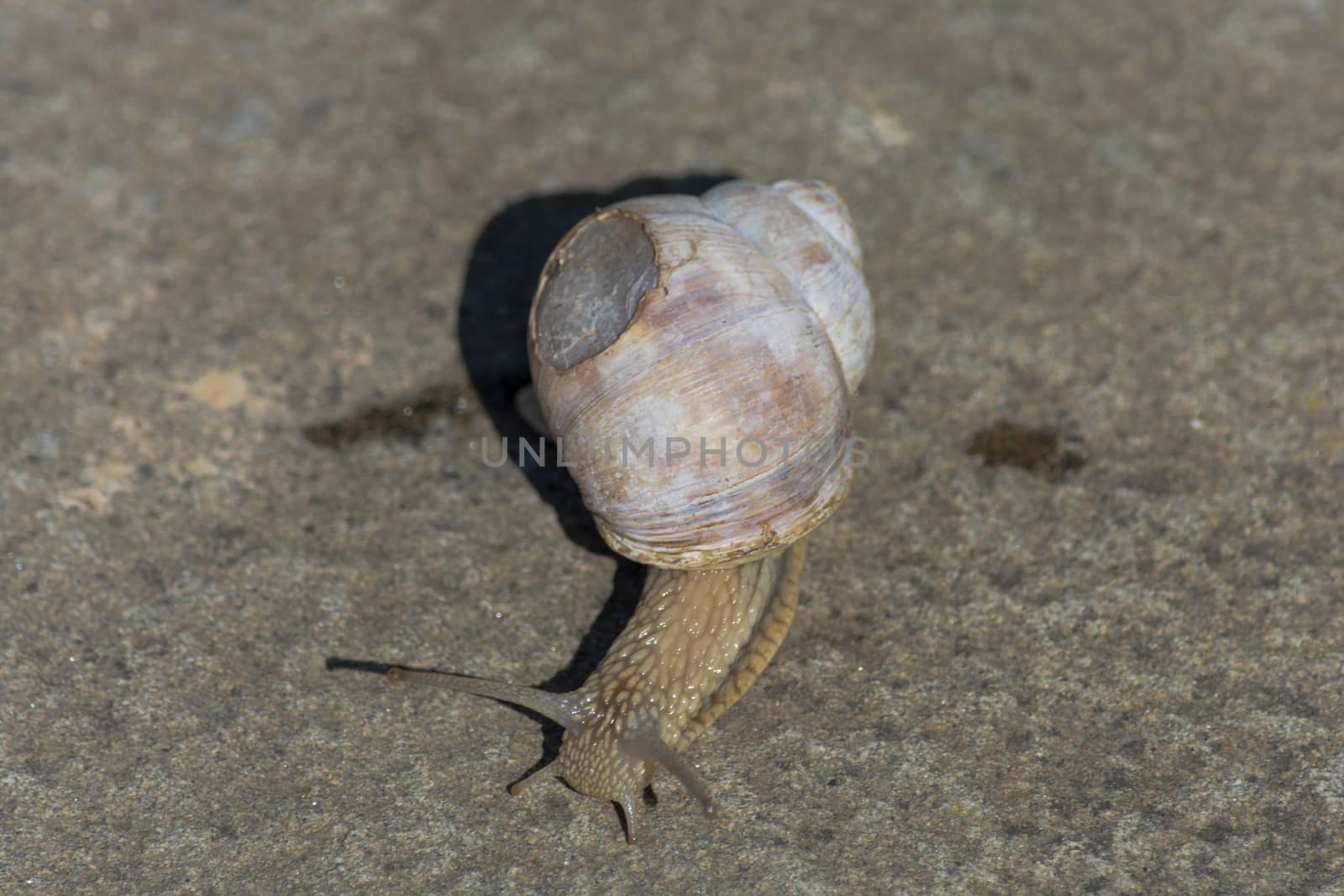 Roman snail - Helix pomatia. Helix pomatia, common names of the Romans, Burgundians, slug with injured casings