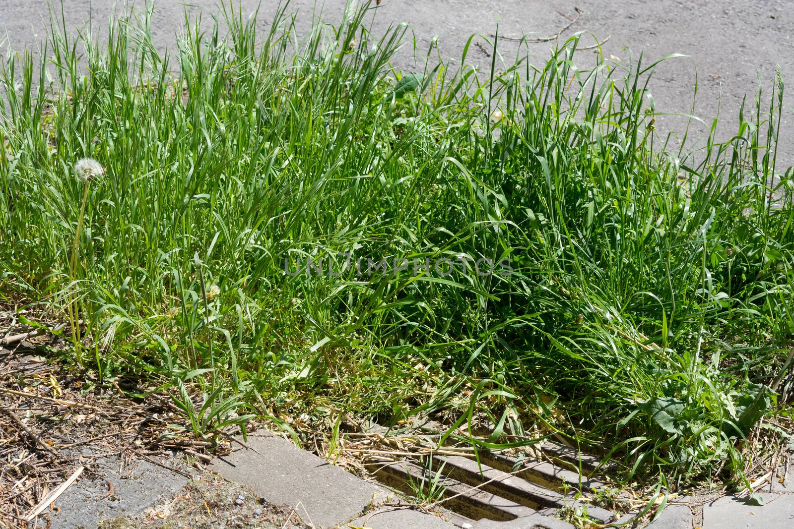 Roads: Dirty gully cover a day after a heavy summer rain has flooded the streets with sewage